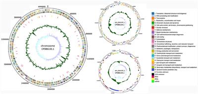 Whole genome sequencing and characterization of Pantoea agglomerans DBM 3797, endophyte, isolated from fresh hop (Humulus lupulus L.)